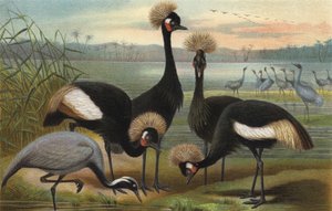 Virgins and Peacock Crane by European School