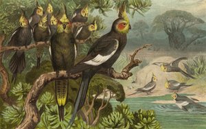 Cockatoo, Corella by European School