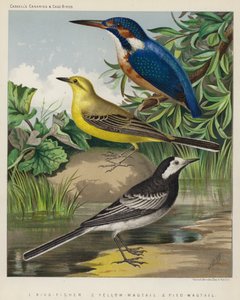 King-Fisher, Yellow-Wagtail, Pied-Wagtail by European School