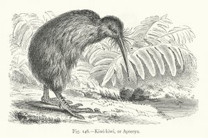 Kiwi-kiwi, or Apteryx