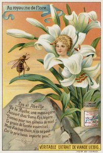 Lily and bee by European School