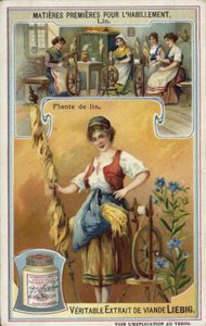 Linen: Flax Plant by European School