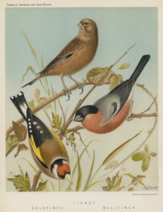 Linnet, Gold Finch, Bull Finch by European School