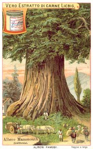 Mammoth Tree, California