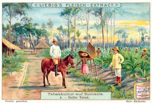 Mature tobacco plants