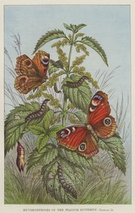 Metamorphoses of the Peacock Butterfly, Vanessa Io by European School