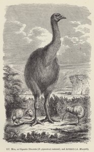 Moa, or Gigantic Dinornis (D giganteus) restored; and Apteryx, A Mantelli by European School