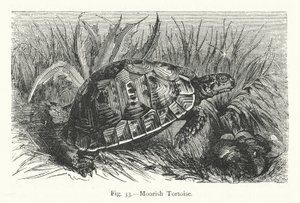 Moorish Tortoise by European School