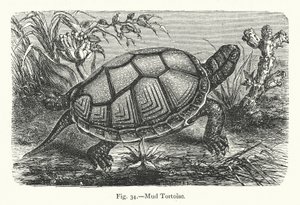 Mud Tortoise by European School