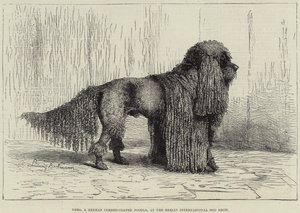 Nero, a German Corded-Coated Poodle, at the Berlin International Dog Show