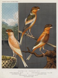 Norwich Canaries, Dark-Crested Buff, Cayenne-Fed, Variegated Crested Yellow, Cayenne-Fed, Variegated Crested Buff, Cayenne-Fed by European School