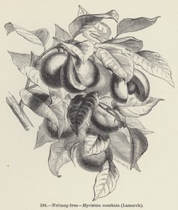 Nutmeg-tree, Myristica moschata, Lamarck