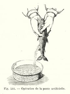 Artificial Spawning Operation (engraving) by European School