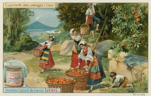 Orange Harvest in Italy by European School