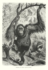 Orangs in Their Native Woods by European School