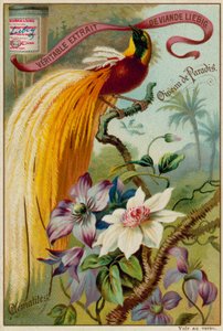 Bird of Paradise and Clematis