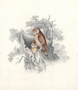 Owls perching on the hollow trunk of a dead tree