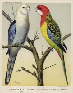 Pale-Headed or Mealy Rosella Parrakeet, Rose-Hill or Rosella Parrakeet, Hen by European School