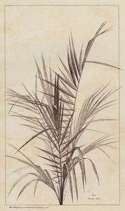 Palm, Chamaerops Exelsa by European School