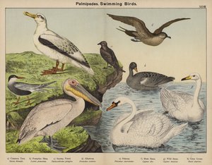 Palmipedes, Swimming Birds by European School