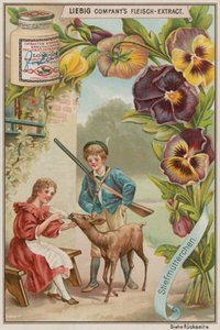 Pansy by European School