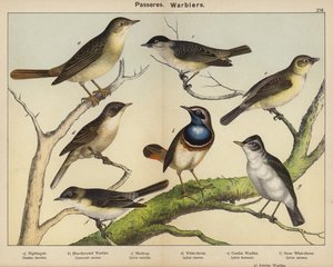 Passeres, Warblers by European School