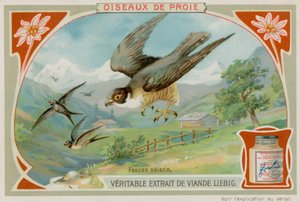 Peregrine Falcon
