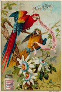 Macaws and Passion Flower