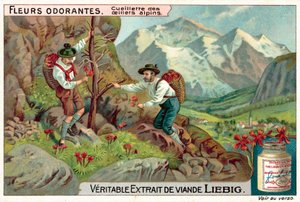 Picking alpine dianthus