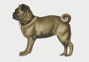Portrait of a Pug Dog