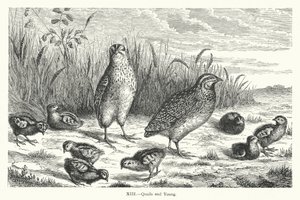 Quails and Young