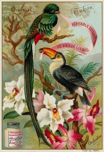 Quetzal, Toucan and Orchids