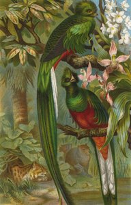 Quetzal