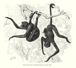 Red-Faced Spider-Monkey by European School