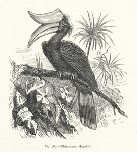 Rhinoceros Hornbill by European School