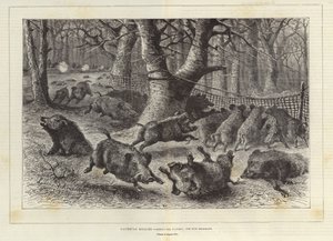 Royal Hunt