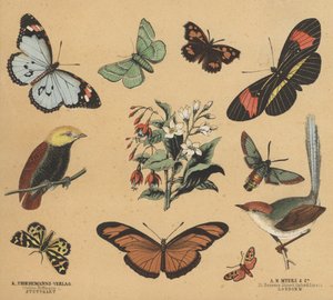 Scraps for Juveniles by European School