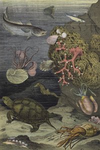 Sea Life of the Mediterranean by European School