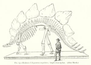 Skeleton of Stegosaurus ungulatus by European School