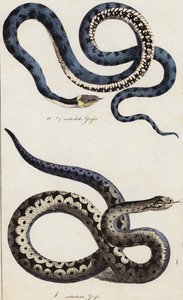 Snakes by European School