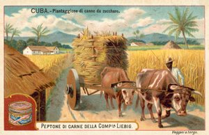 Sugar cane plantation, Cuba by European School