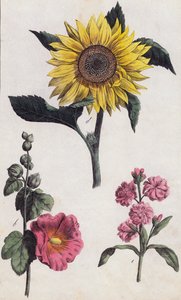 Sunflower and Hollyhock by European School