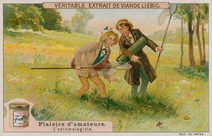 The Amateur Entomologist by European School
