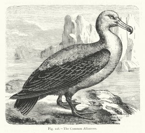 The Common Albatross