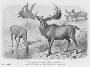 The Great Irish Deer, Cervus Megaceros by European School