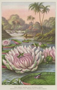The Great Water-Lily, Victoria Regia by European School
