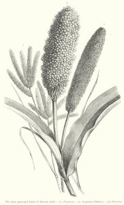 The three principal kinds of African millet