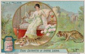 The Tiger by European School