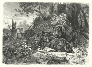 The wild bear by European School