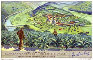Tobacco Plantation in the Semois Valley, Belgium